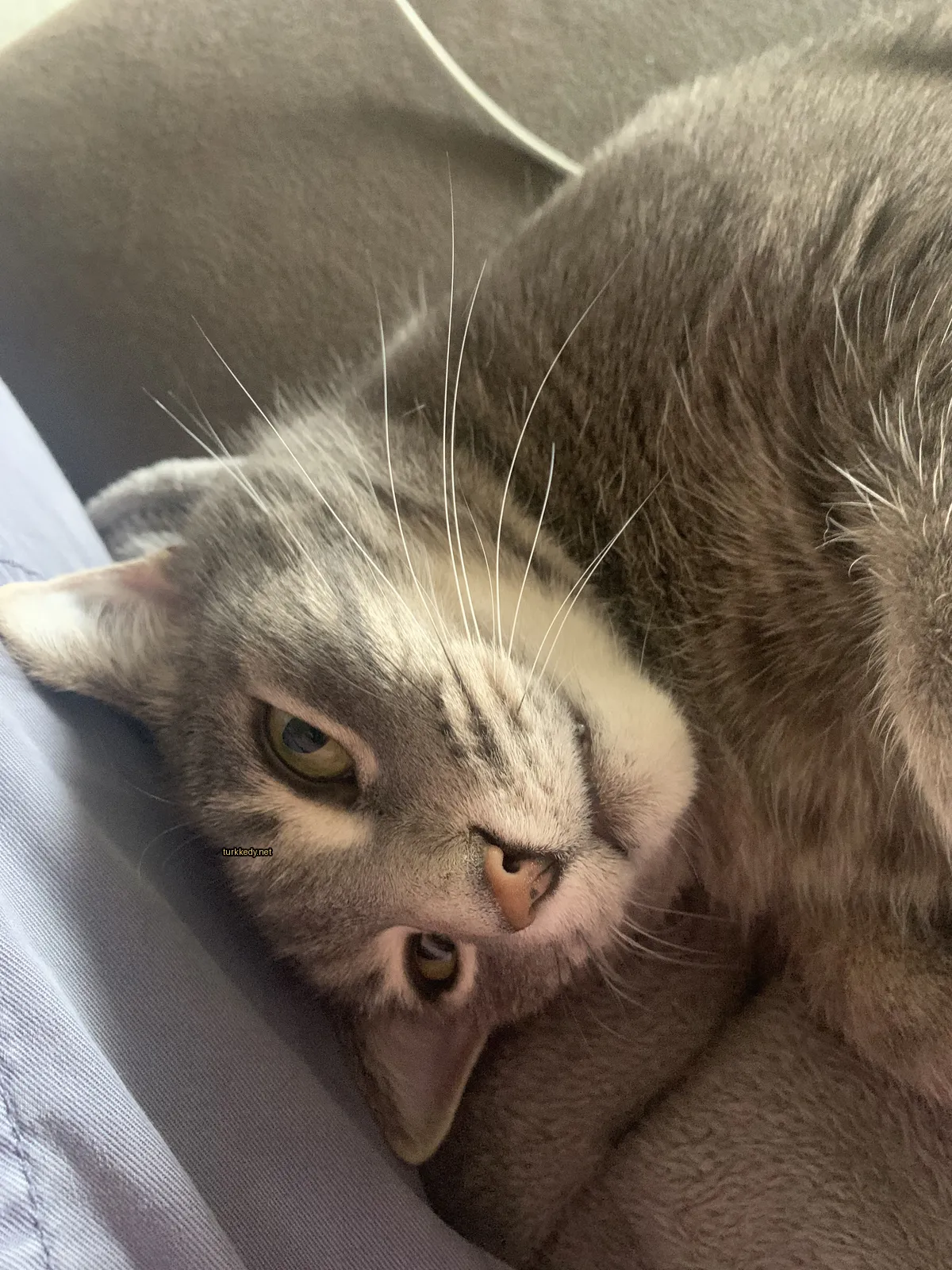 Kedi #3261