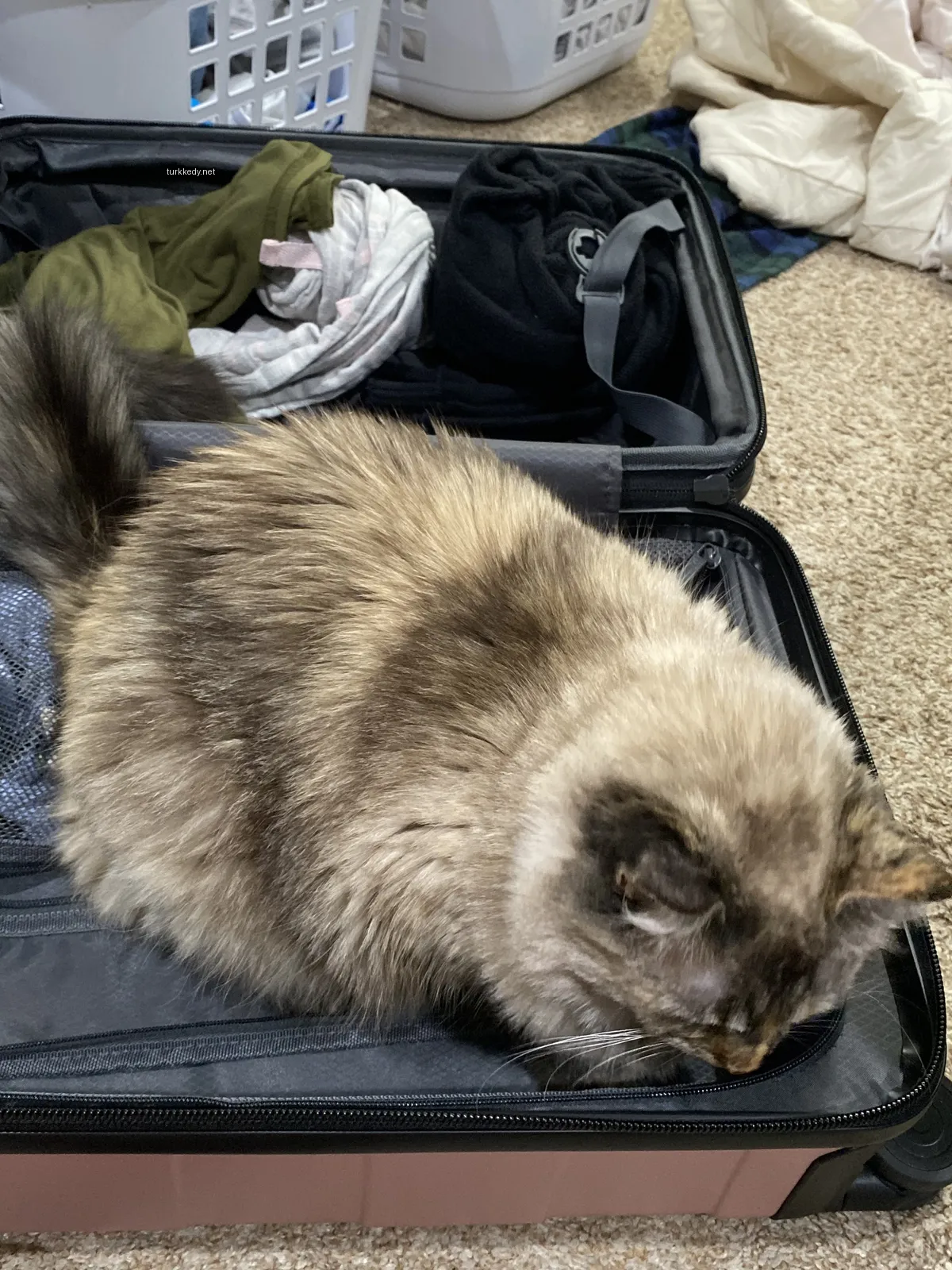 Kedi fotoğrafı #3263