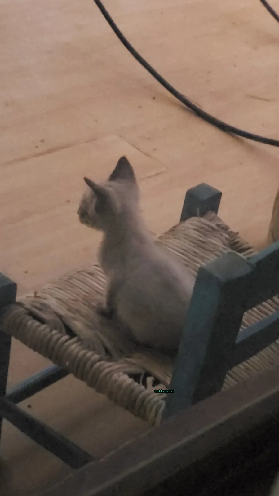 Kedi #3262