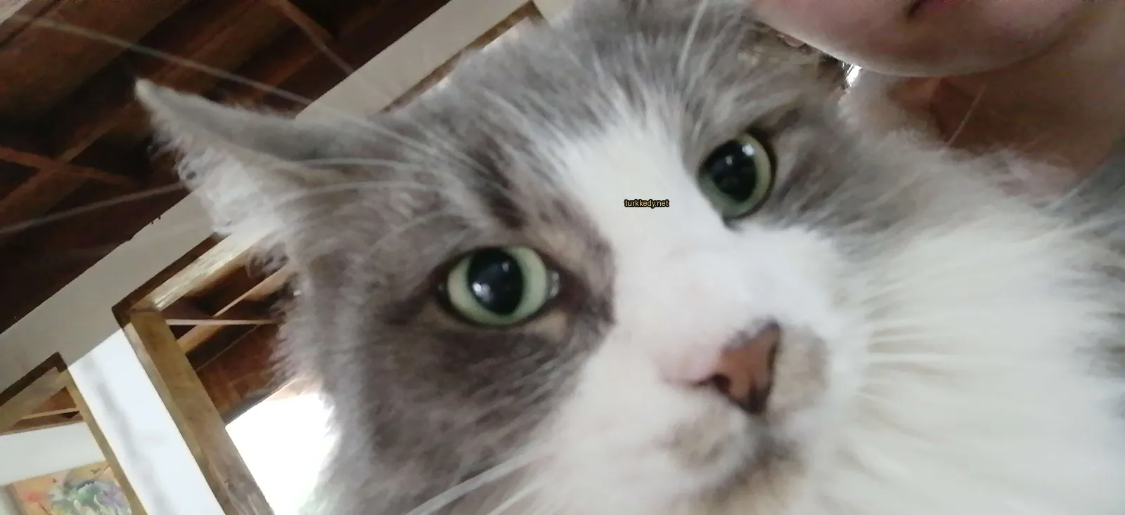 Kedi #3264