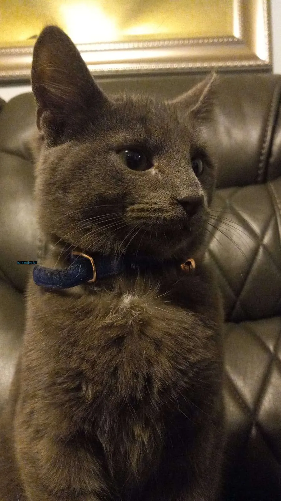 Kedi #3265