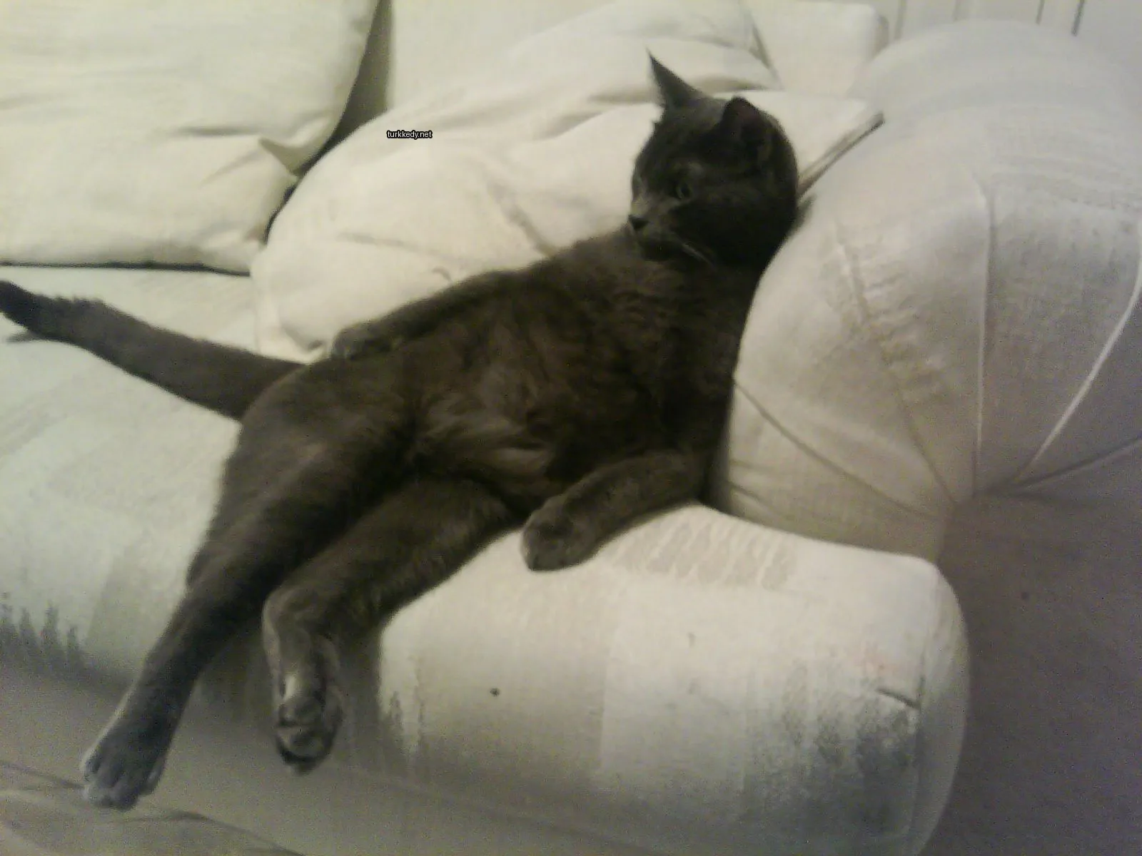 Kedi #3266