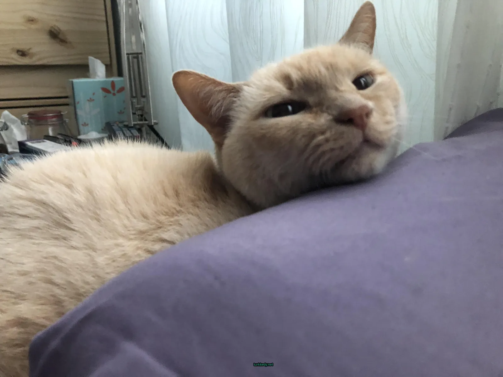 Kedi #3267