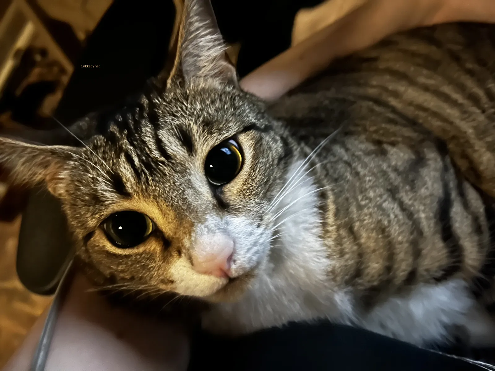 Kedi #3268