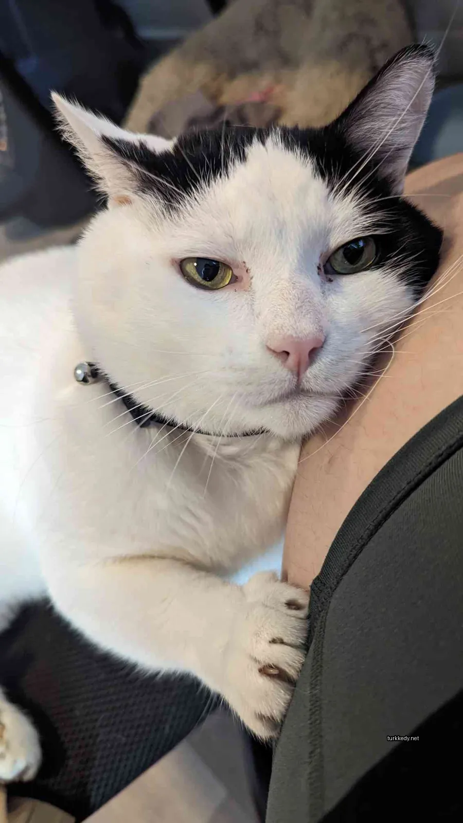 Kedi #3269