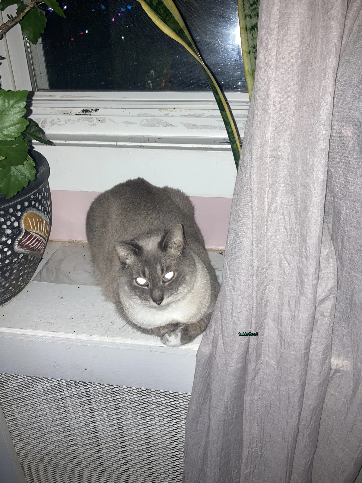 Kedi #3273