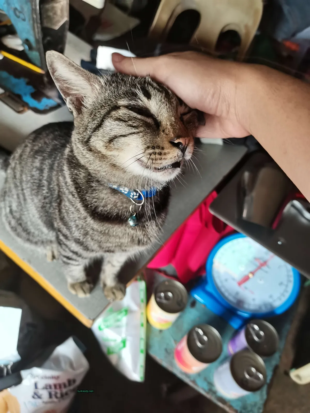 Kedi #3271