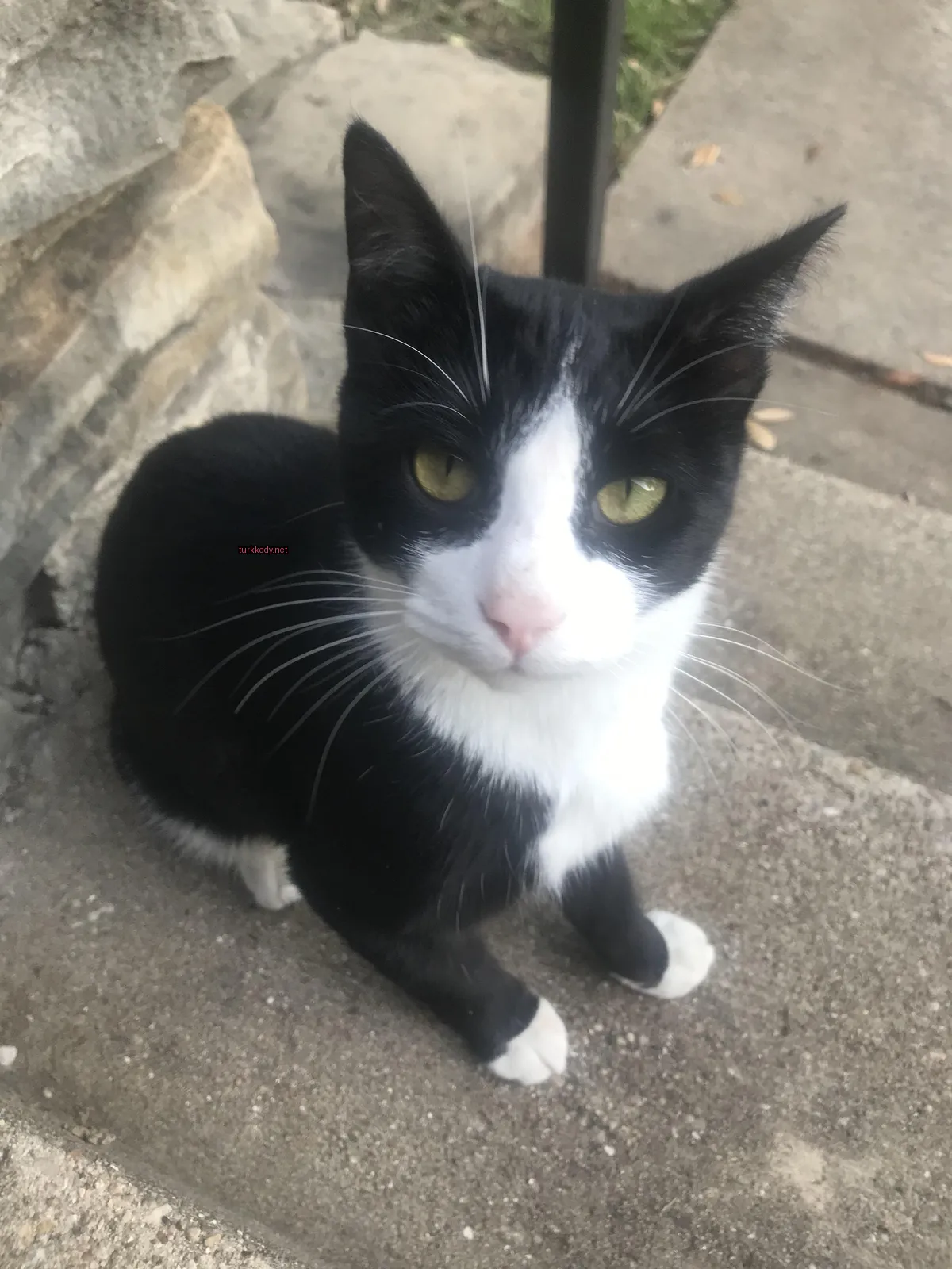 Kedi #3270