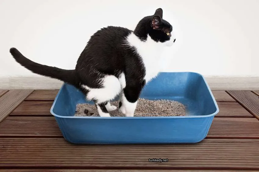 Kedi #3272