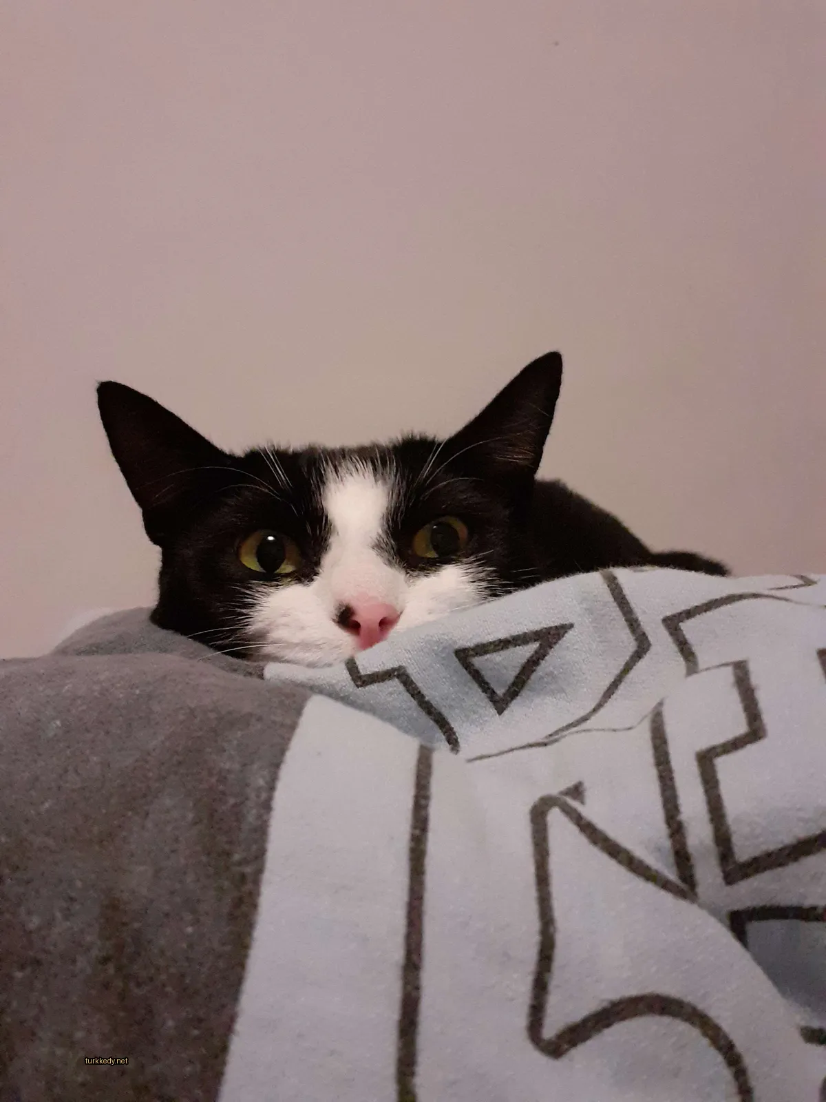 Kedi #3274