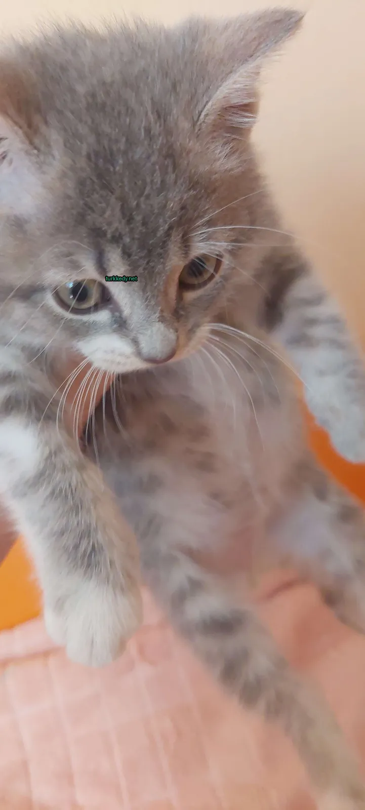 Kedi #3275
