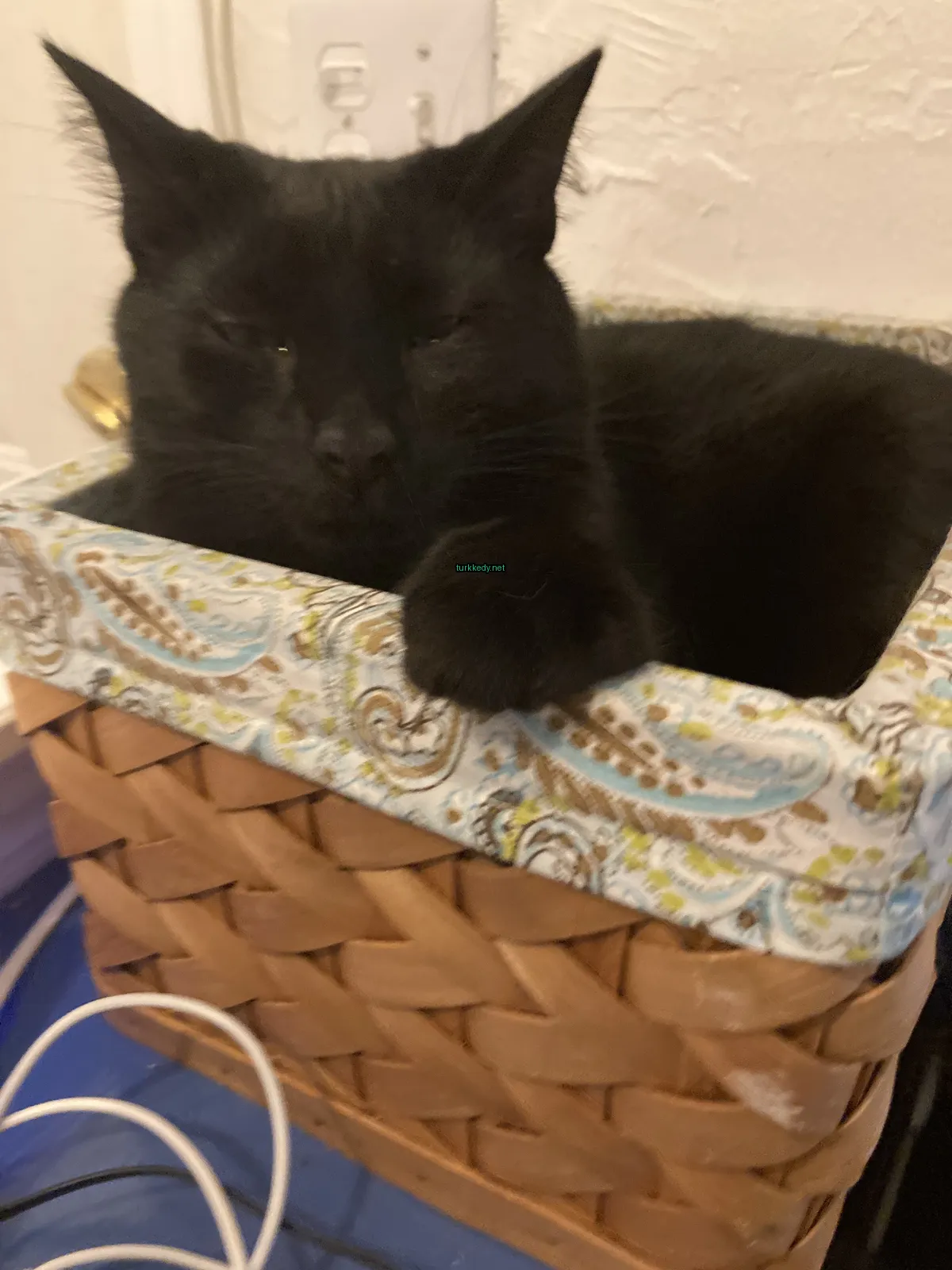 Kedi #3277
