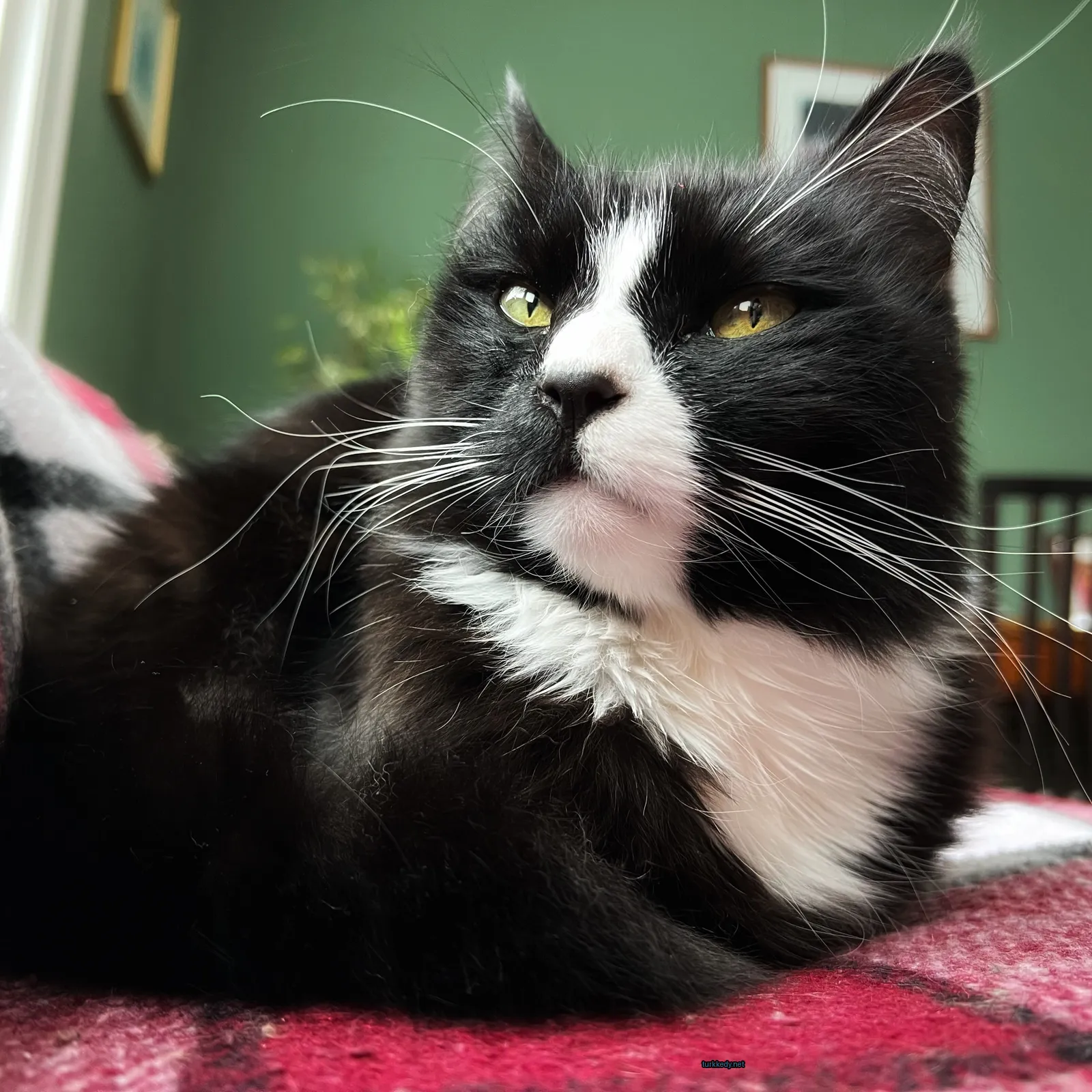 Kedi #3279
