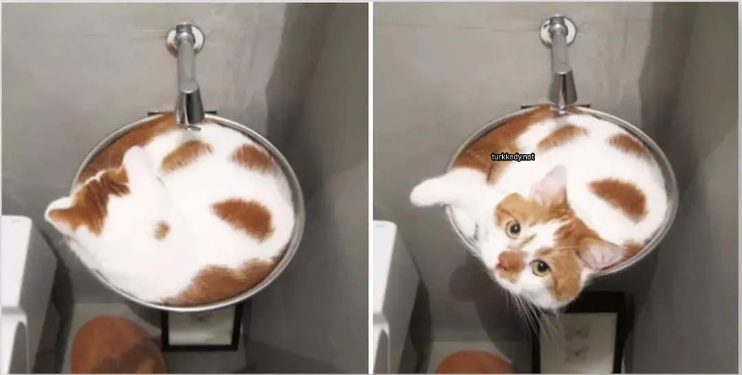 Kedi #3278