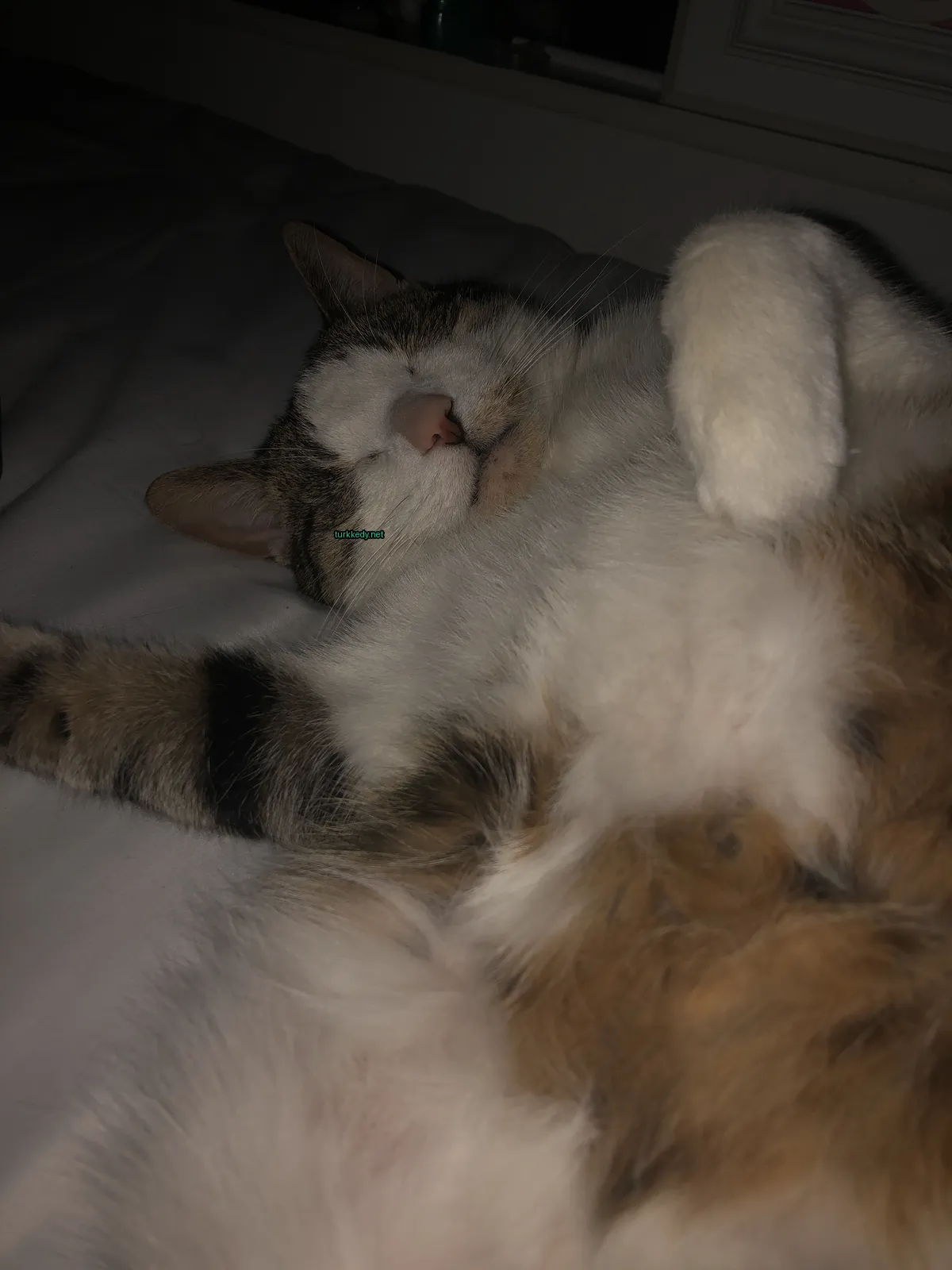 Kedi #3276