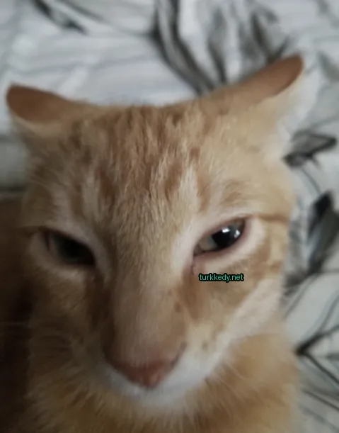 Kedi fotoğrafı #3280