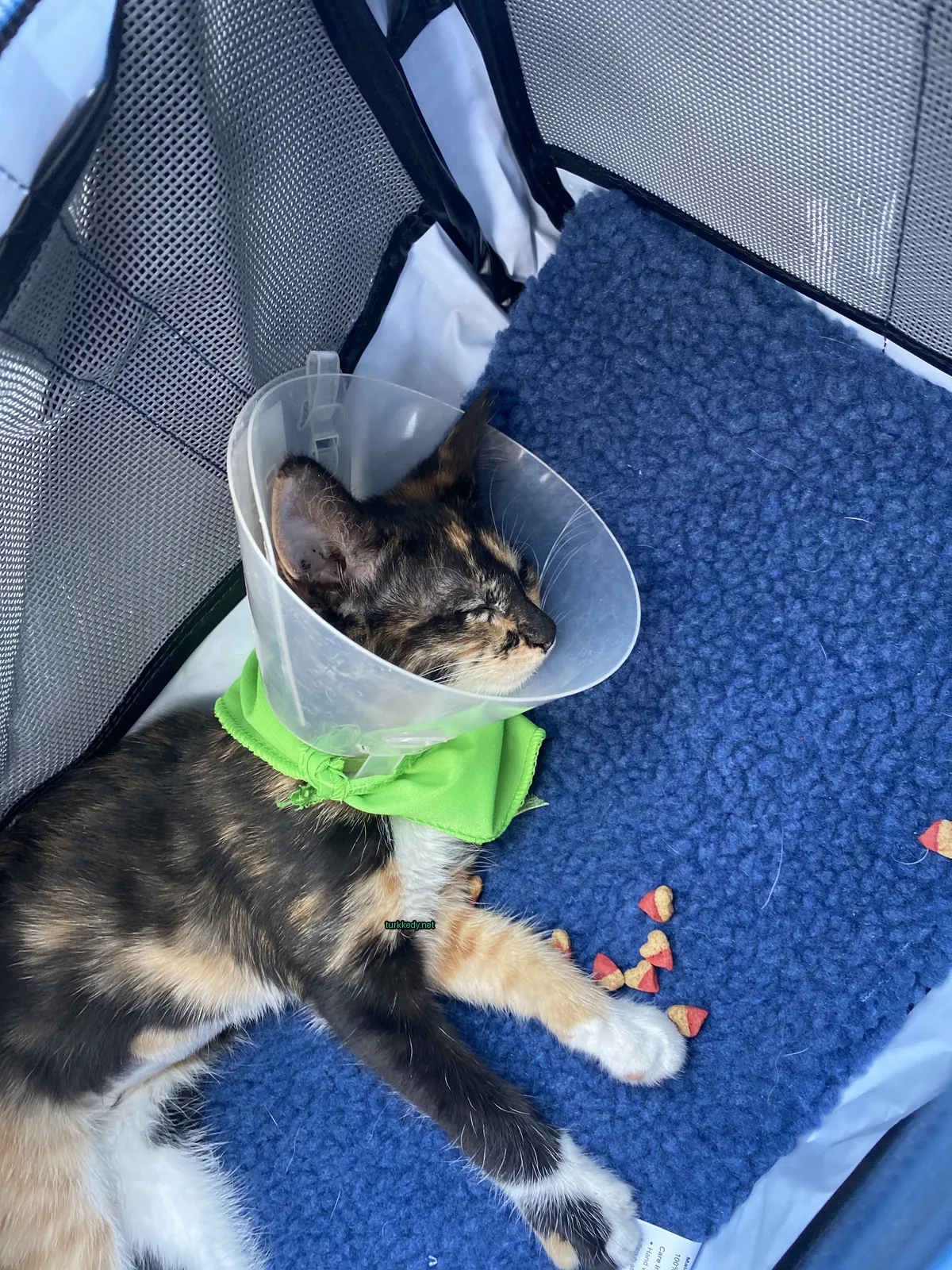 Kedi #3284
