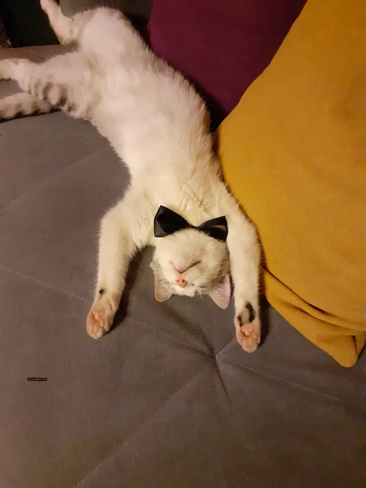 Kedi #3283