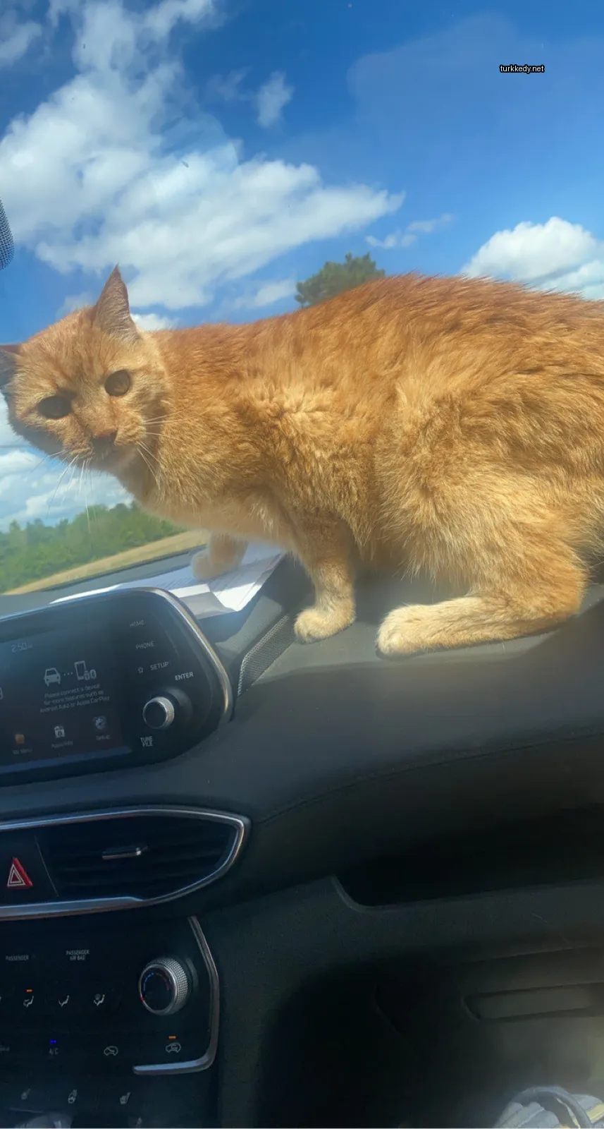 Kedi #3282