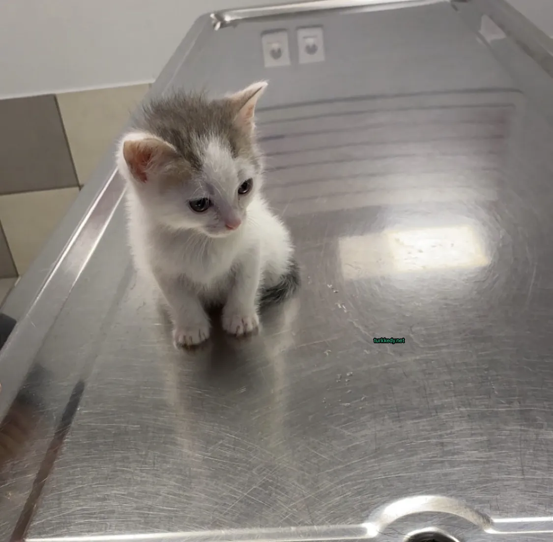 Kedi #3281