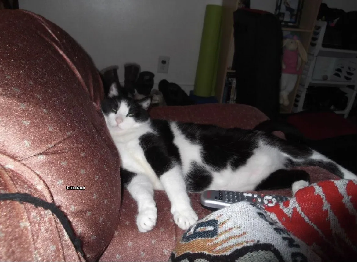 Kedi #3285
