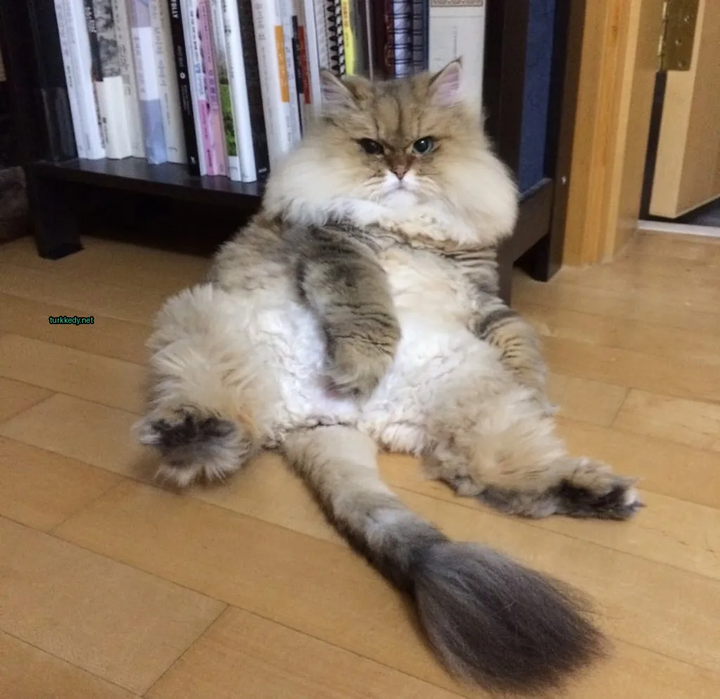 Kedi fotoğrafı #3286