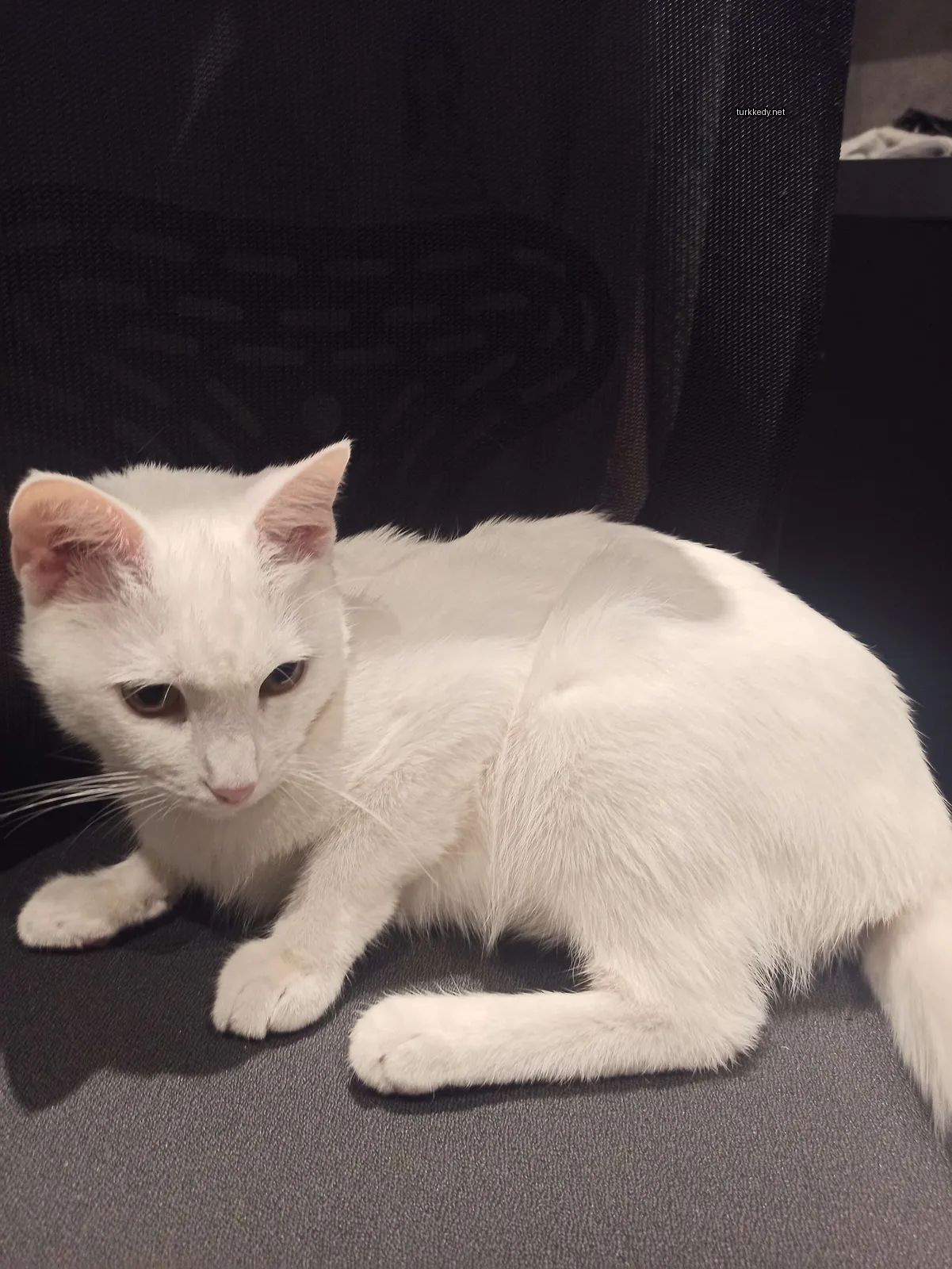 Kedi #3288