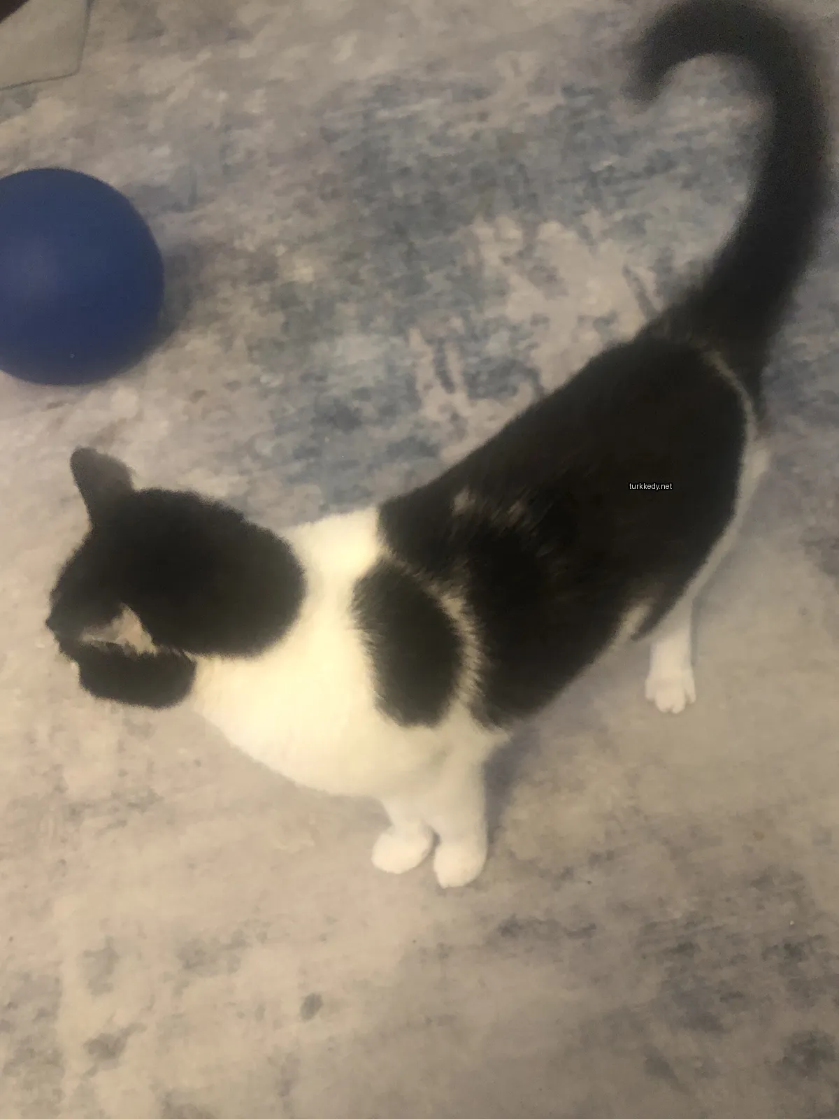 Kedi #3287