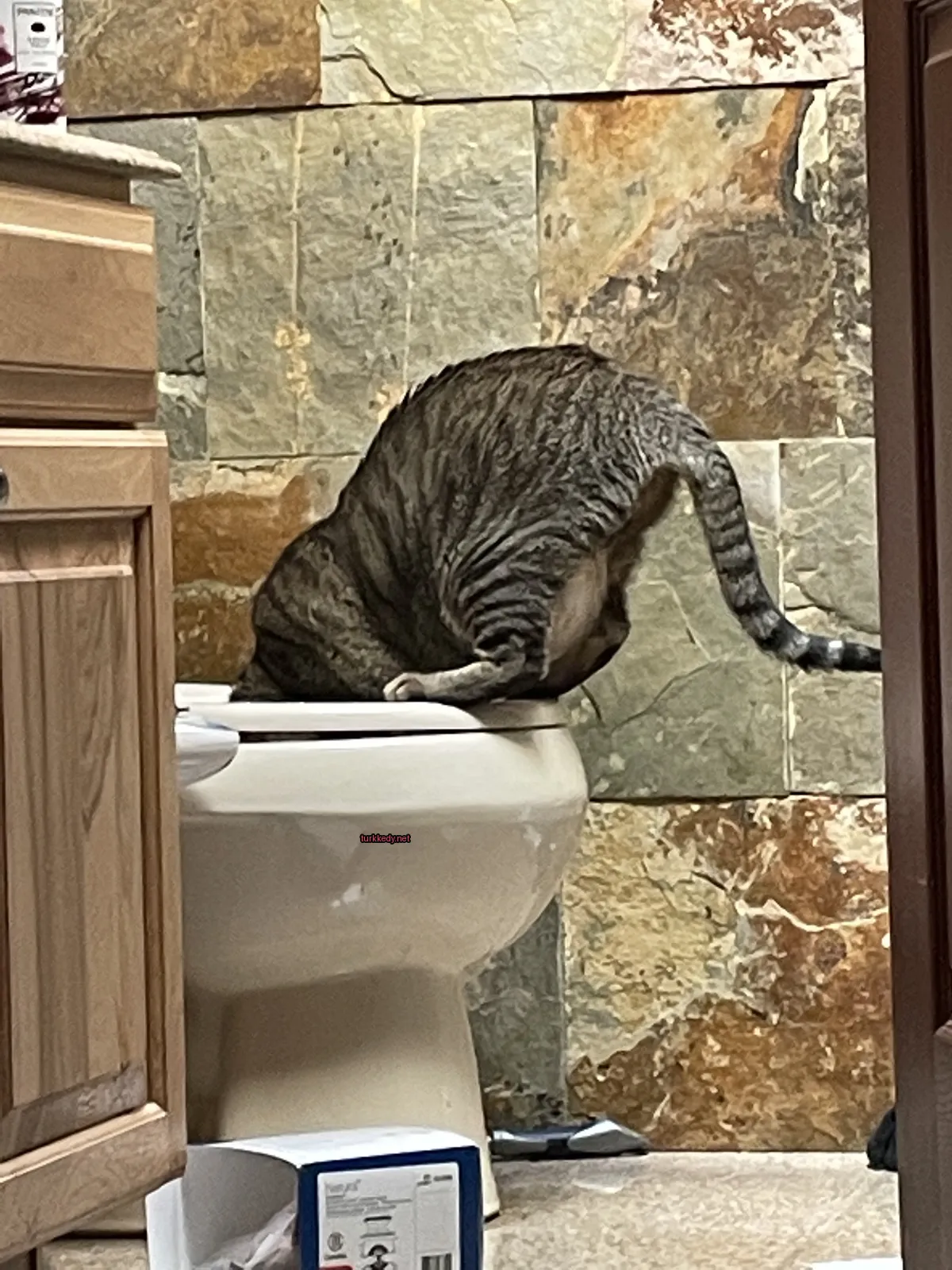 Kedi #3289