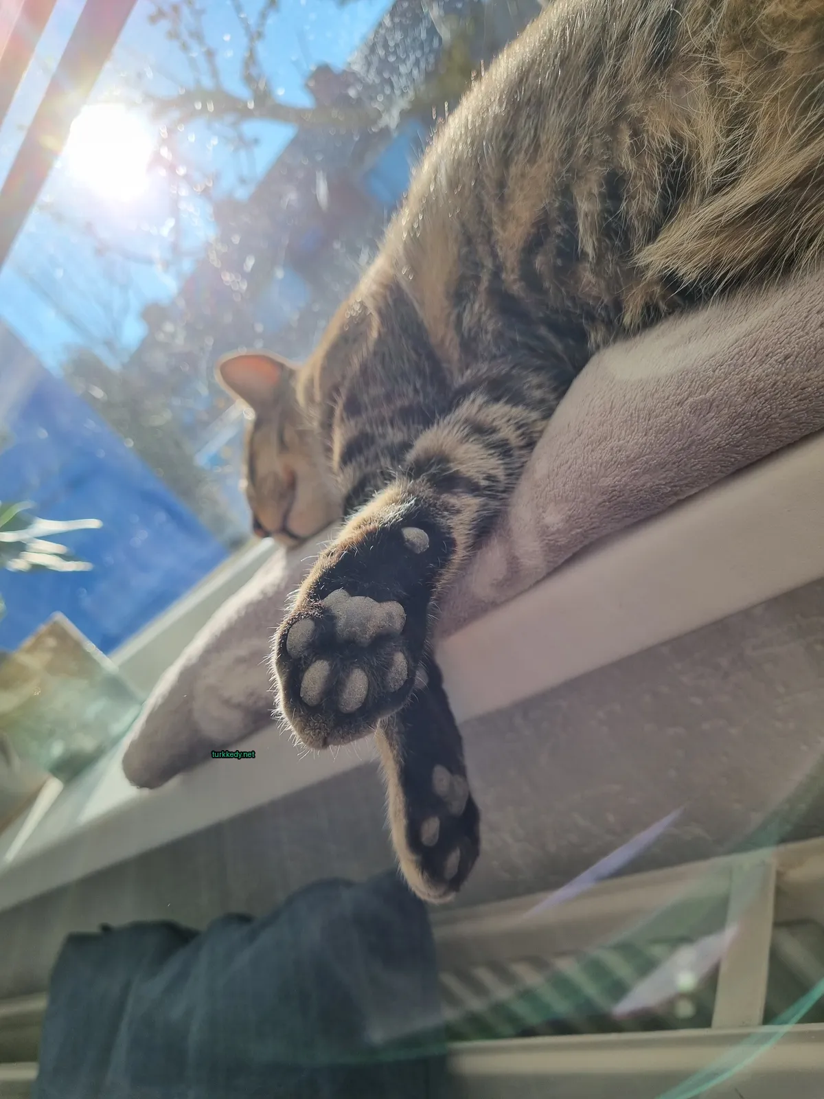Kedi #3290