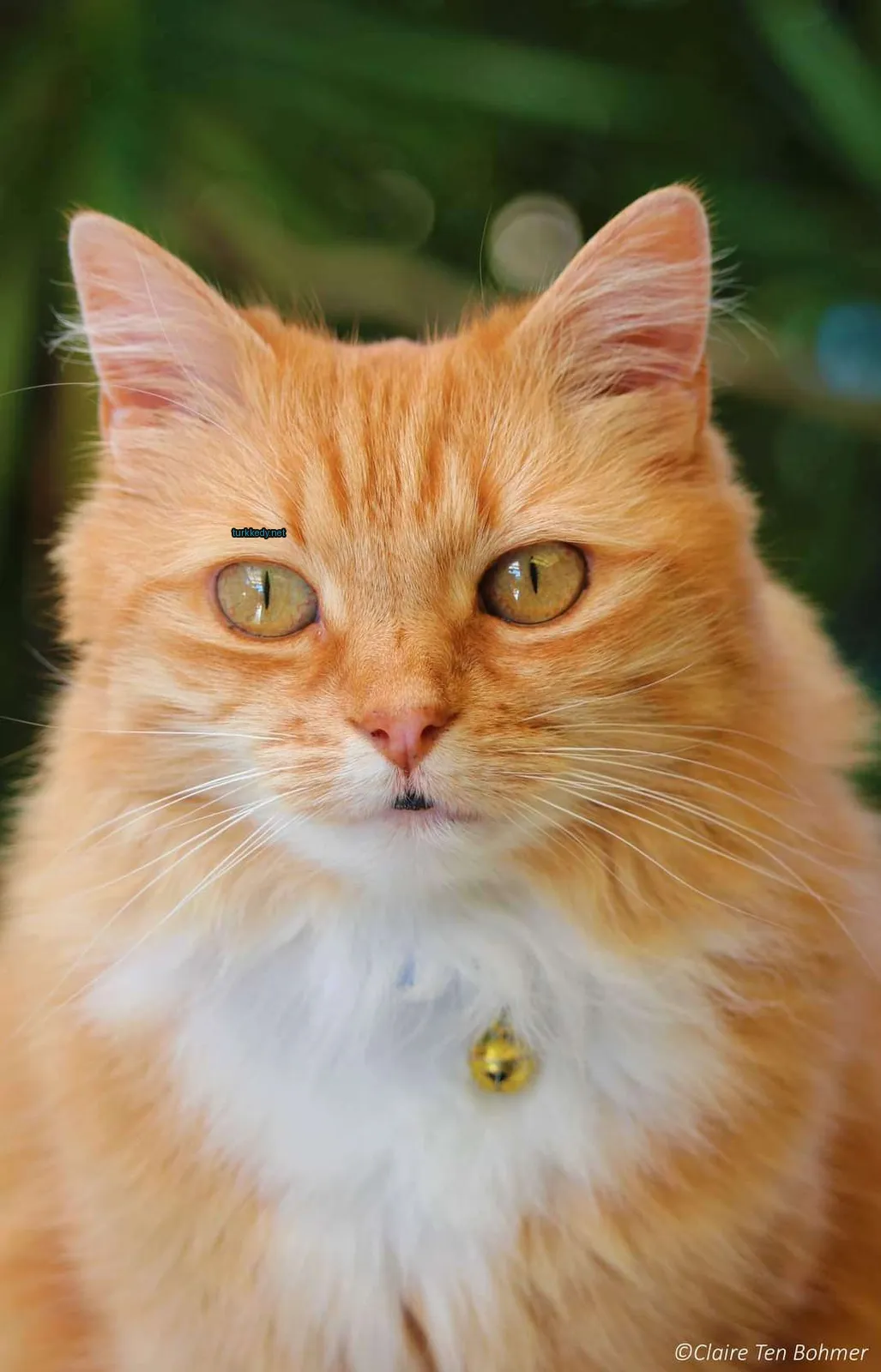 Kedi #3292