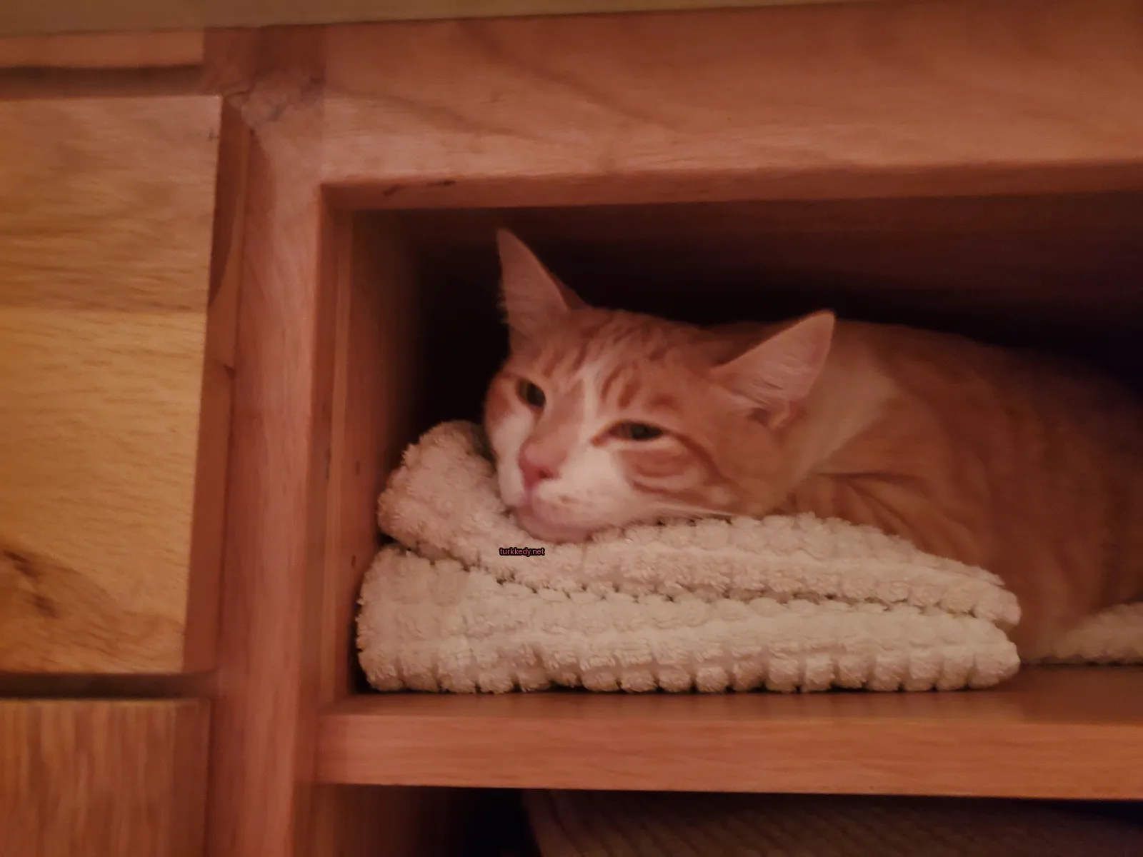 Kedi fotoğrafı #3293