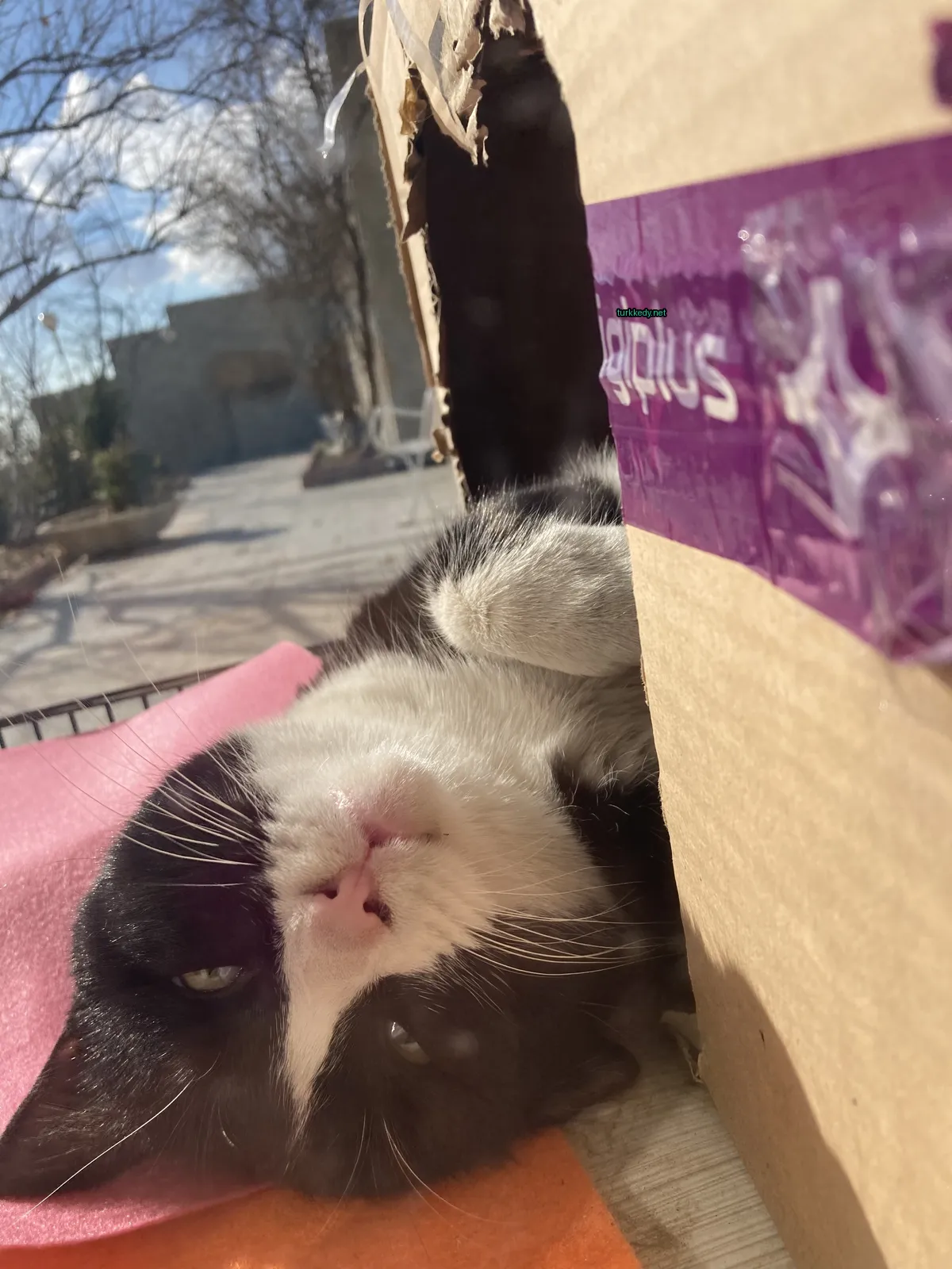 Kedi #3294