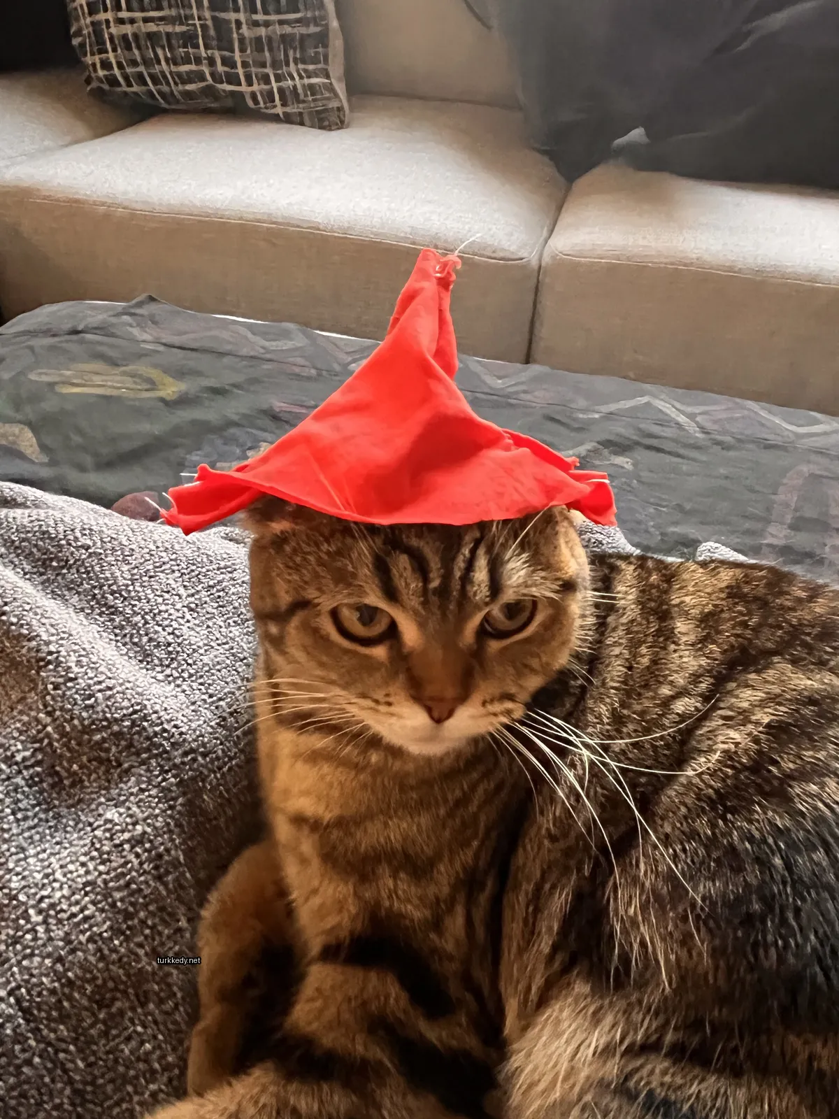 Kedi #3295