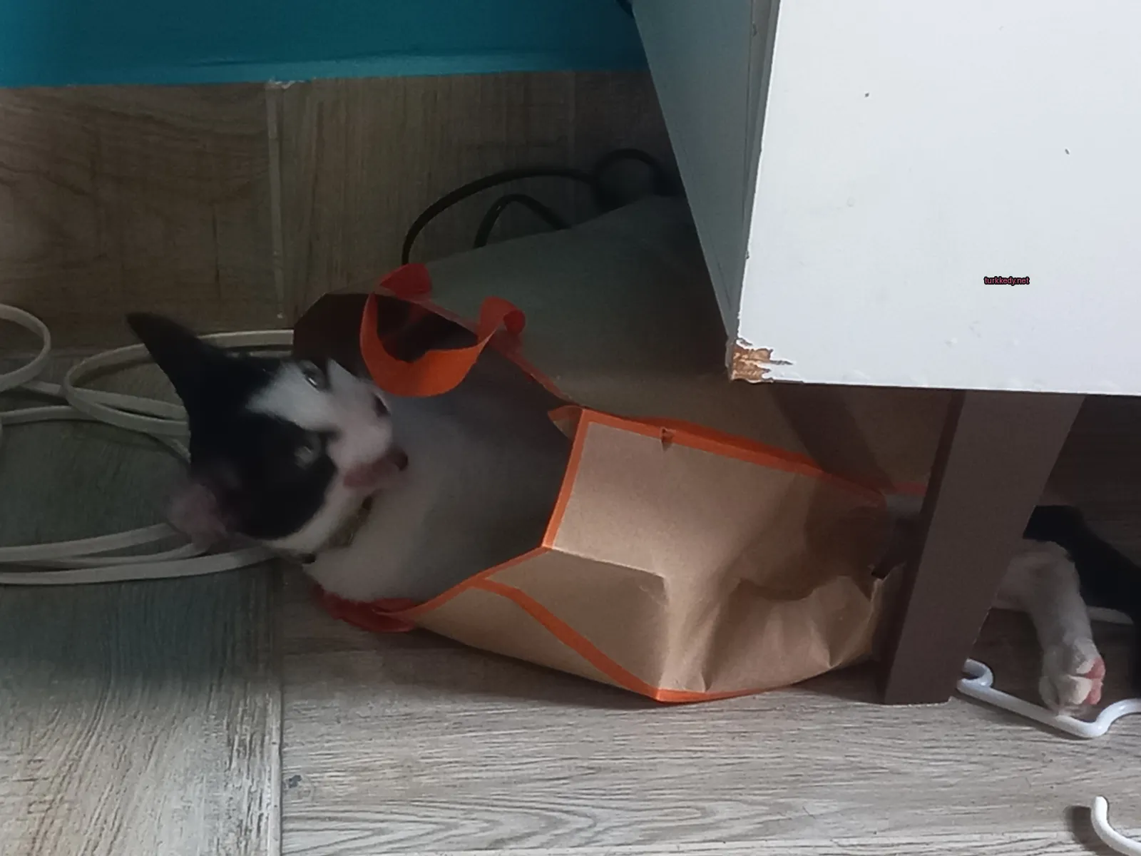 Kedi #3296