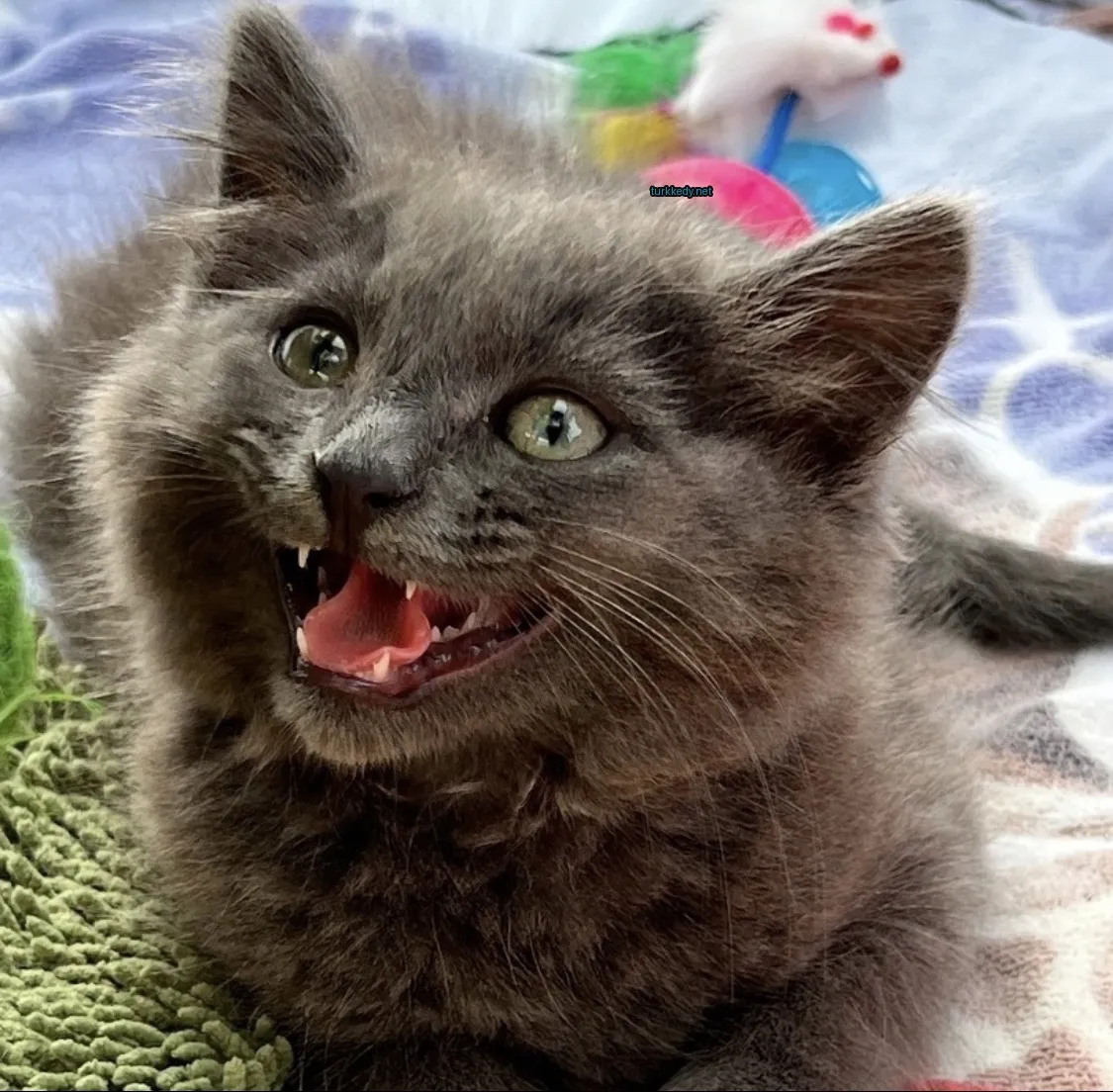 Kedi #3298