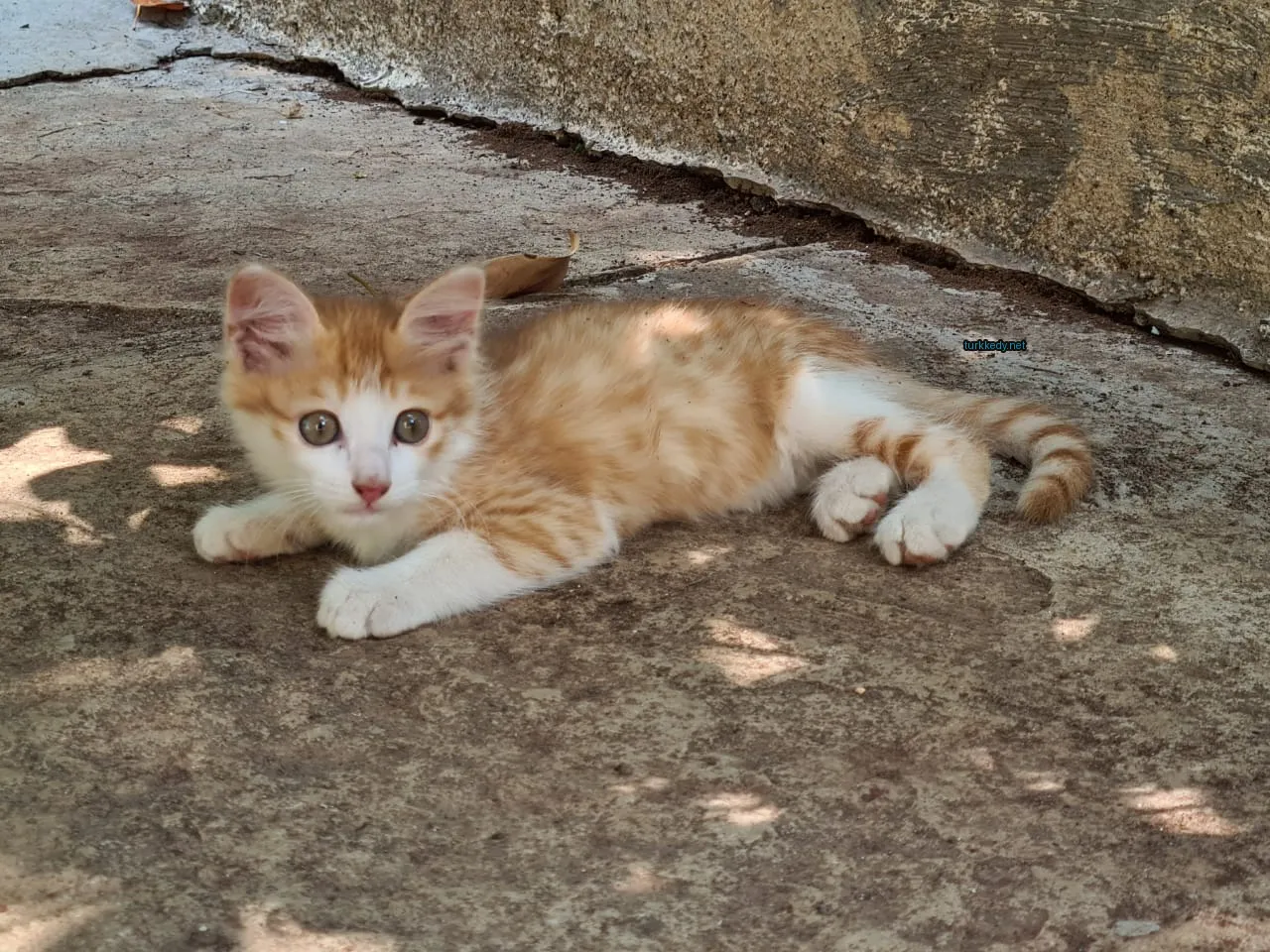 Kedi #3300