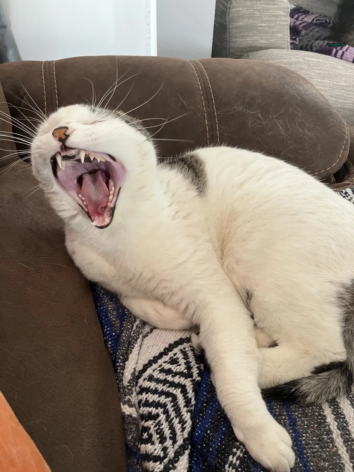 Kedi #3299