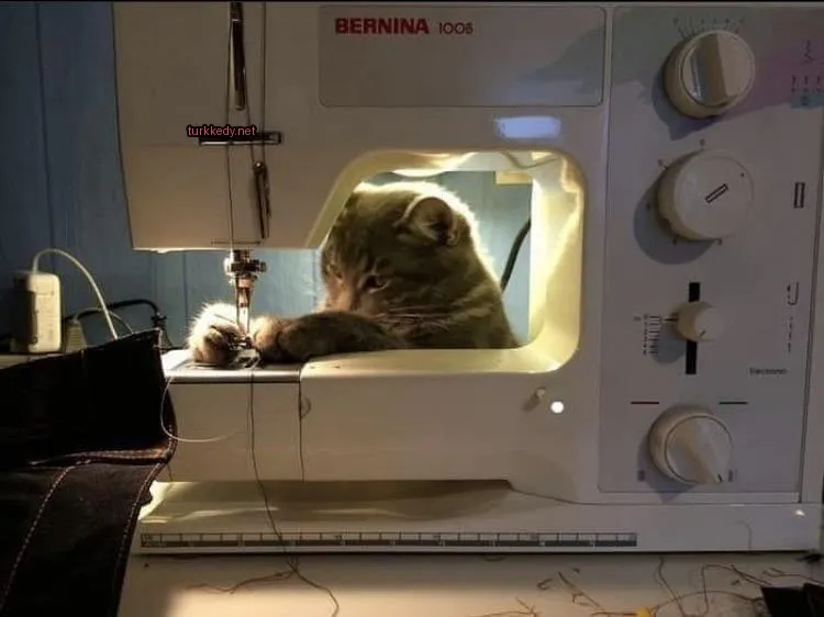 Kedi #3301