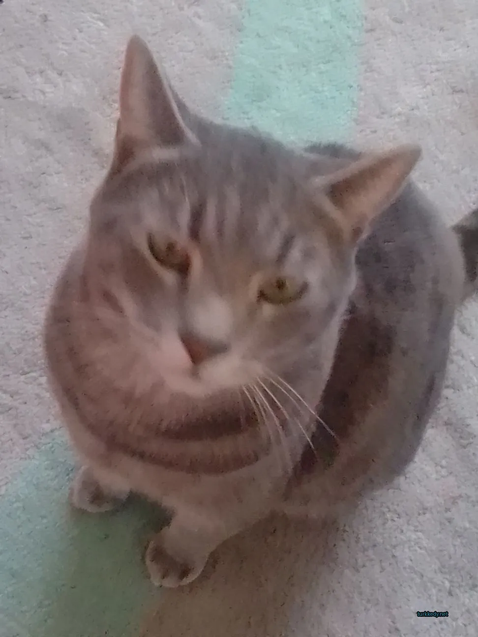 Kedi fotoğrafı #3302