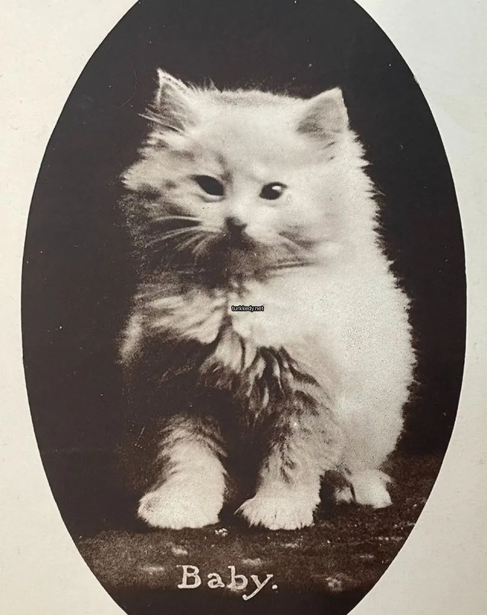 Kedi #3303