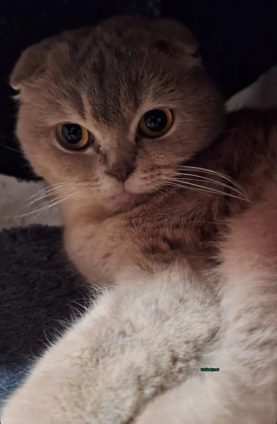 Kedi #3304