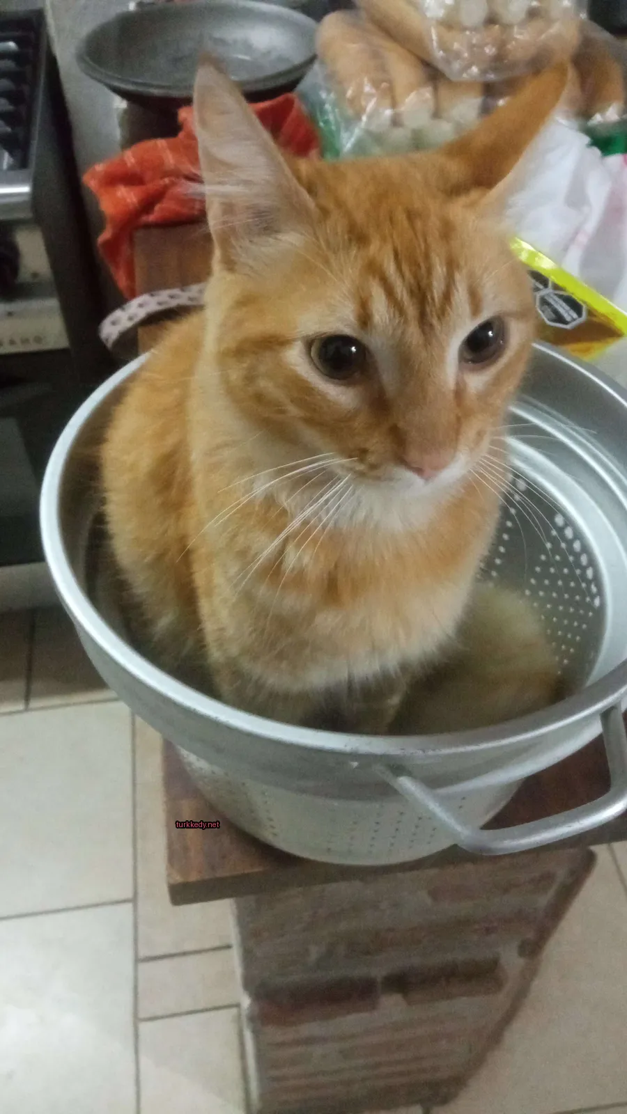 Kedi #3305