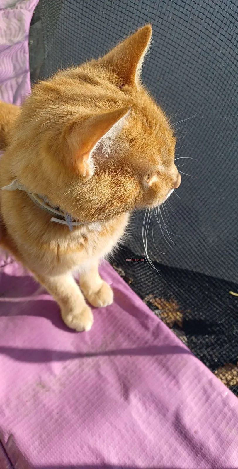 Kedi #3306