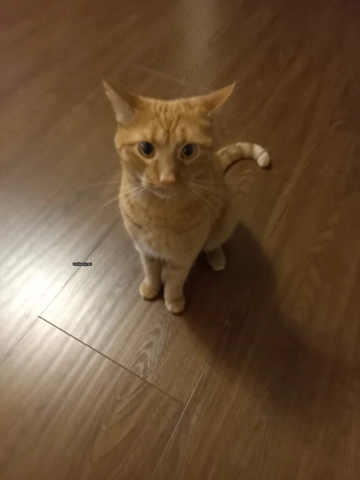 Kedi #3307