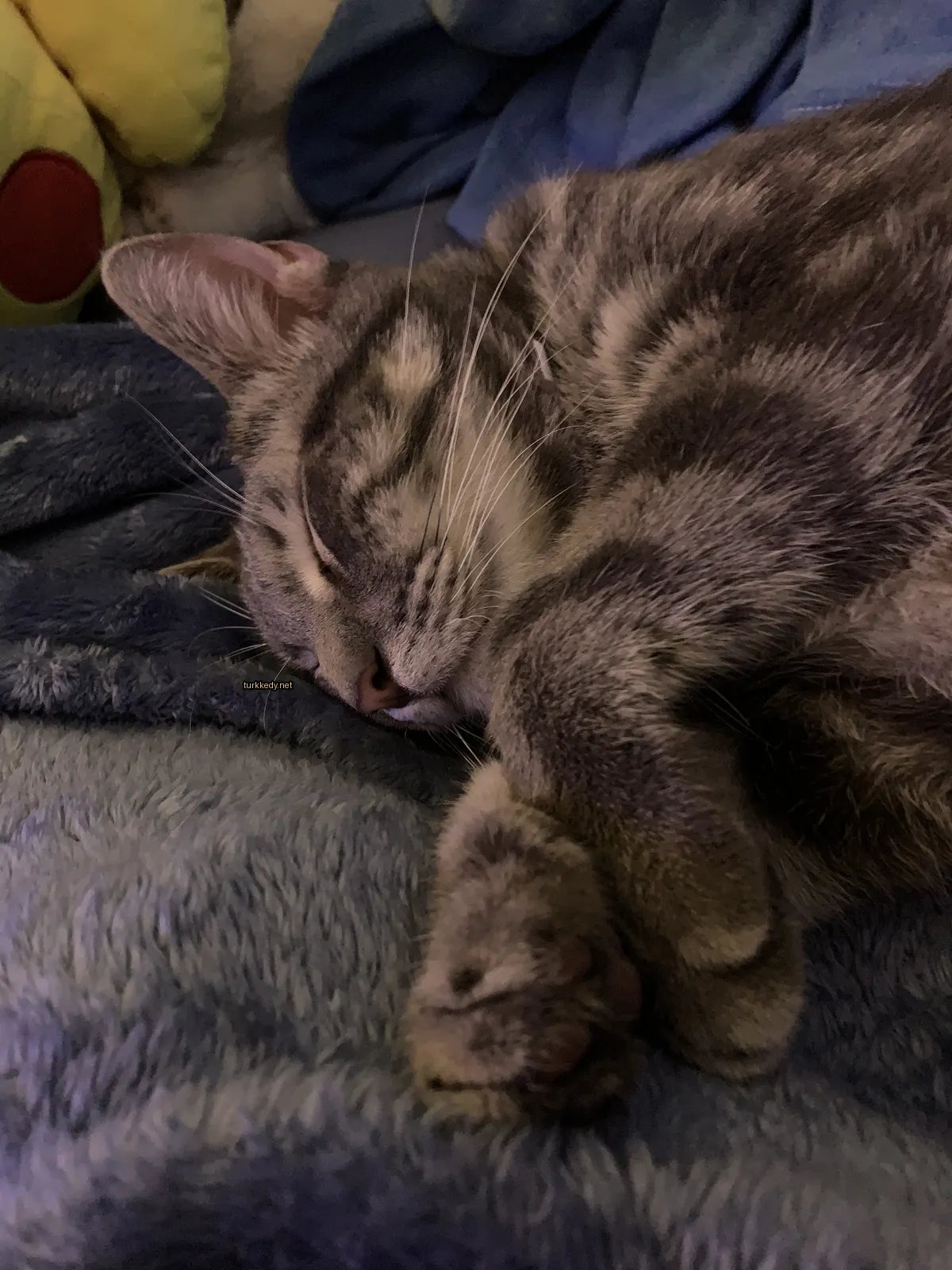 Kedi #3310