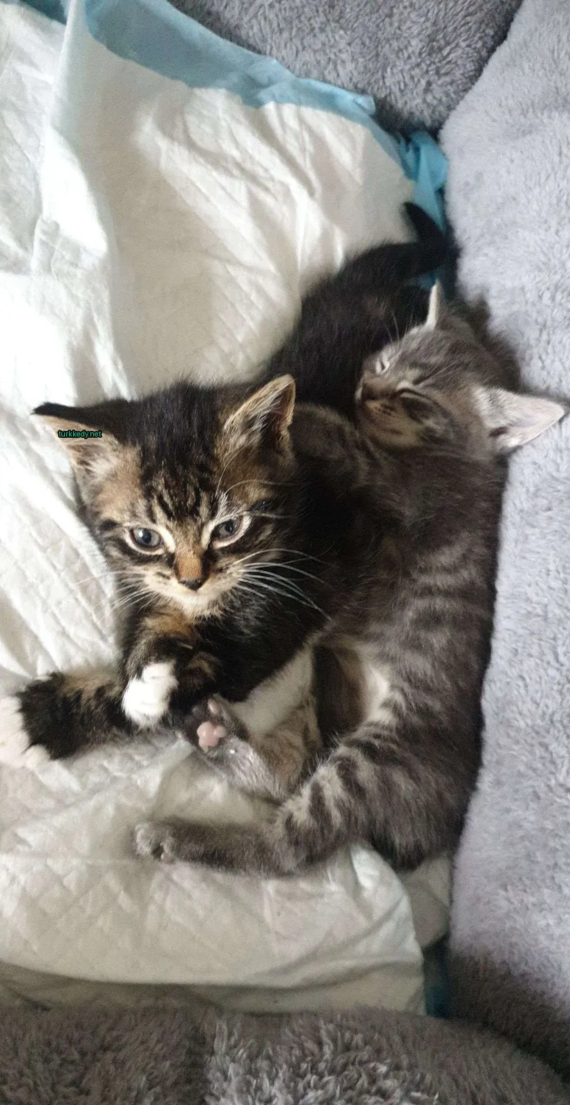 Kedi #3309