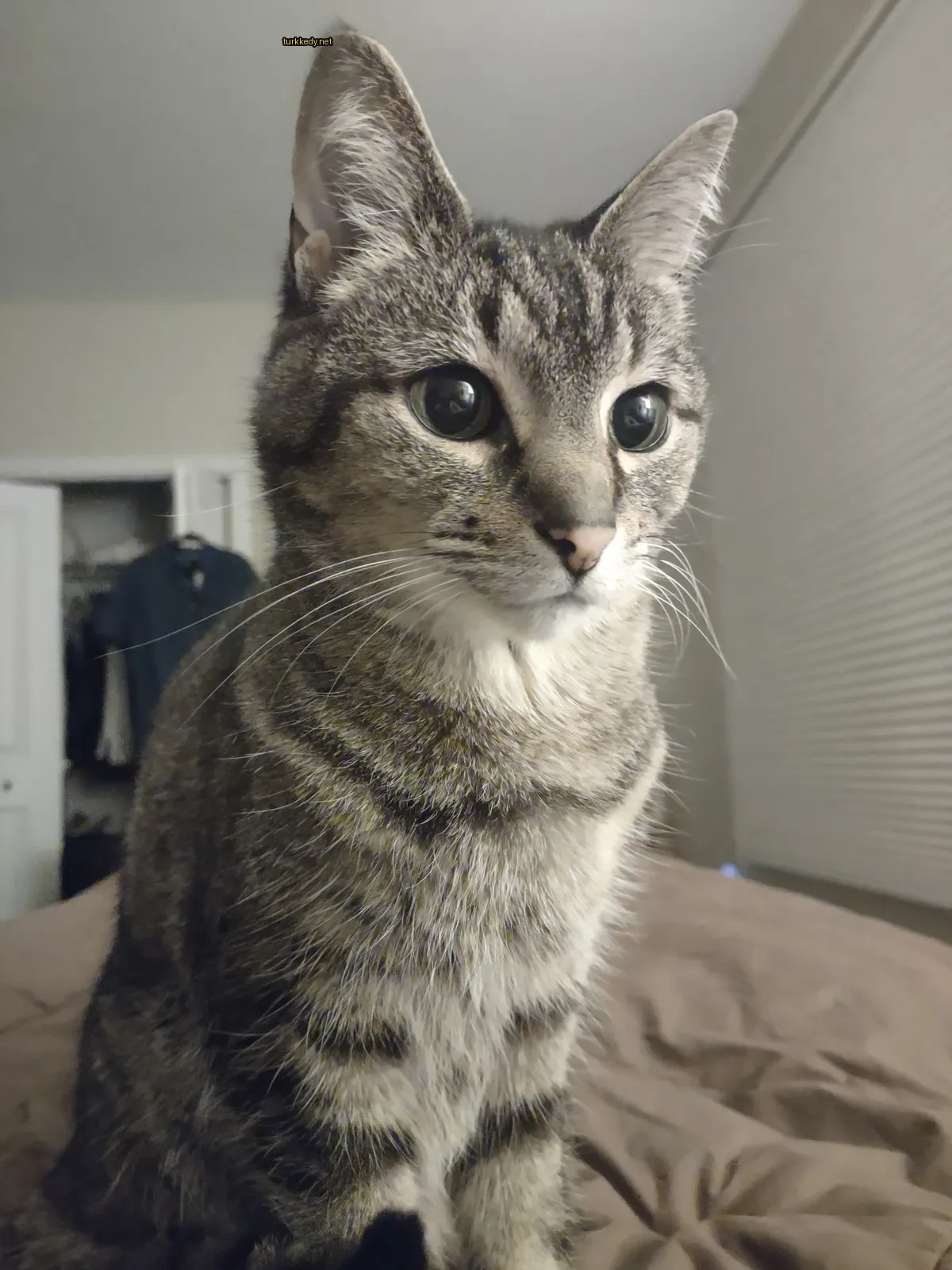 Kedi #3311