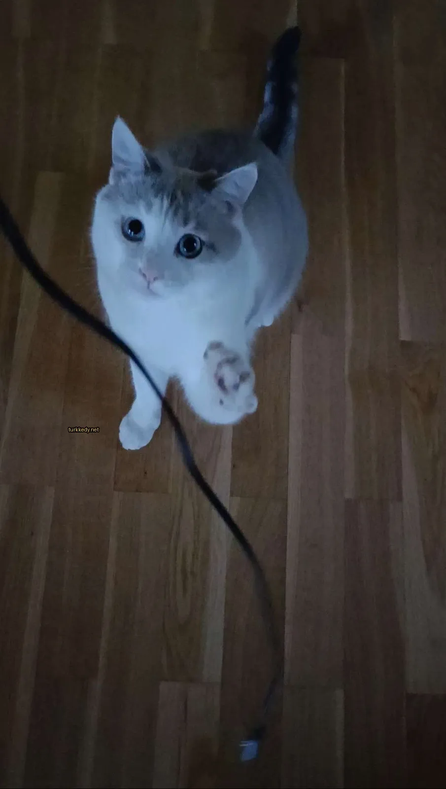Kedi #3312