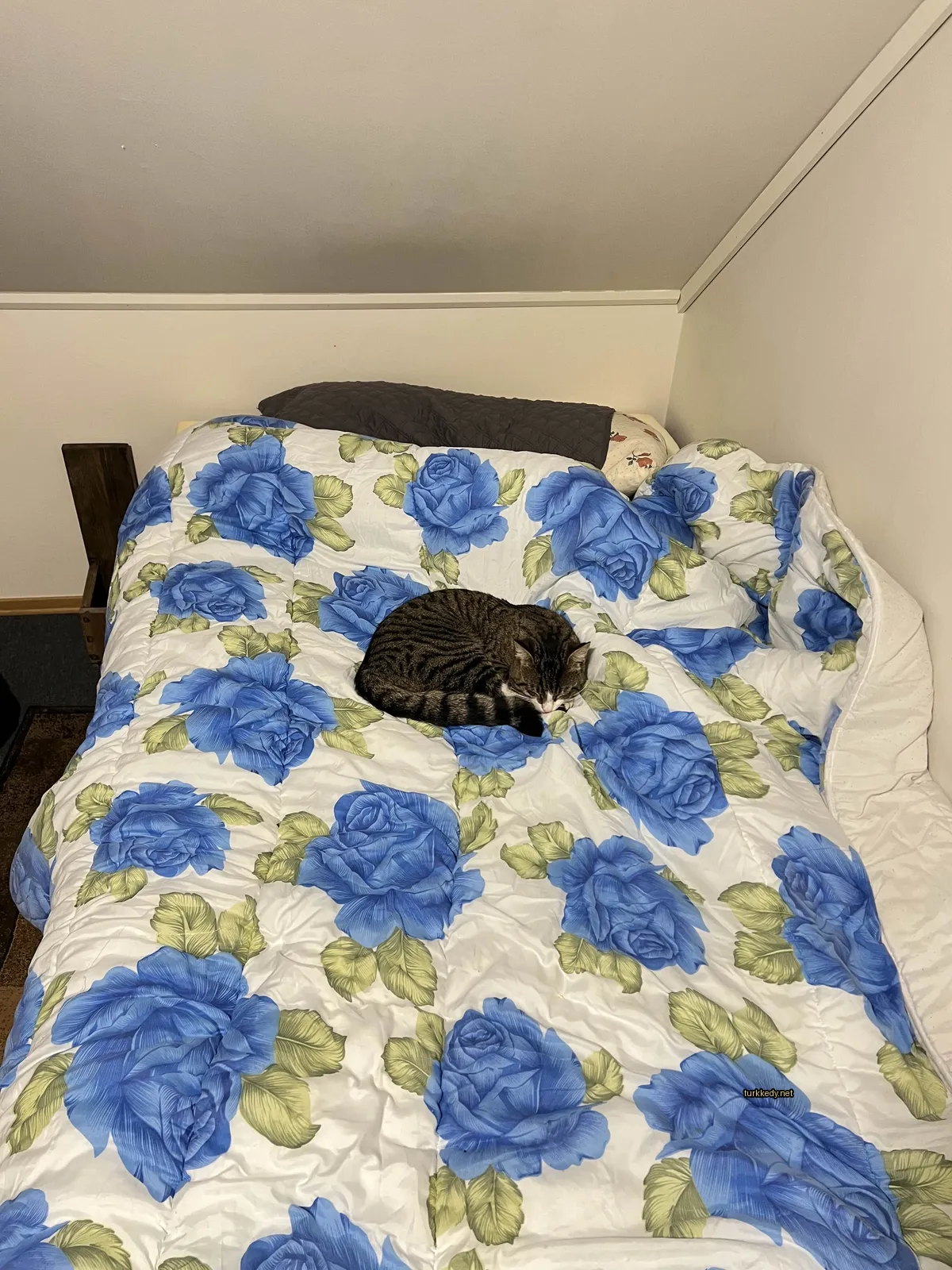 Kedi fotoğrafı #3315